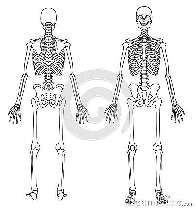 front skeleton