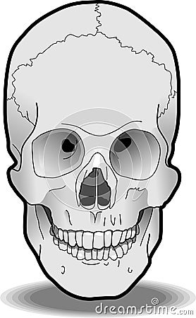 human skull front. Front view of a human skull