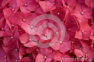 Hydrangea Flowers on Hydrangea Red Flower Stock Image   Image  13871871