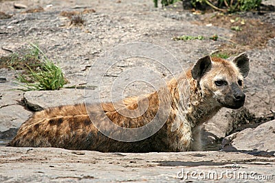 hyena africa