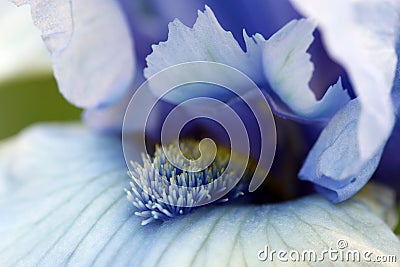 Iris Flower Picture on Iris Flower Macro Stock Photo   Image  14513090