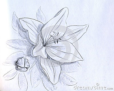 Iris Flower on Iris Flower   Pencil Sketch Stock Photo   Image  18409260