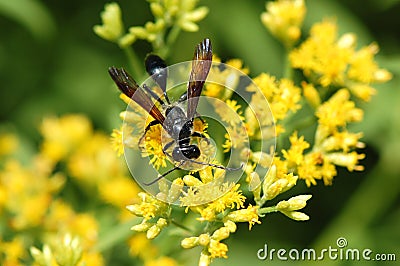Goldenrod Flowers on Isodontia Wasp On Goldenrod Flower Stock Photos   Image  20482963