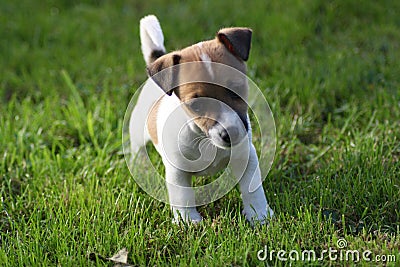 Jack Russell Puppies on Royalty Free Stock Photos  Jack Russell Terrier Puppy  Image  16202458