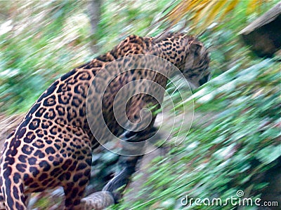 jaguar animal wallpaper. Wallpaper, jaguar one-room hut that comesmeasuring the running h monkeys,
