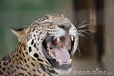 jaguar mouth