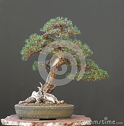 Japanese Bonsai on Stock Images  Japanese Black Pine Bonsai   Japanese Black Pine Pinus