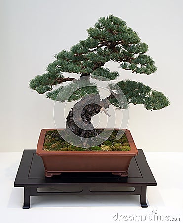 Bonsai Trees on Japanese Bonsai Tree Stock Images   Image  4462064