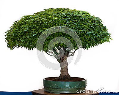 Maple Bonsai Tree on Japanese Maple As Bonsai Tree Royalty Free Stock Photography   Image