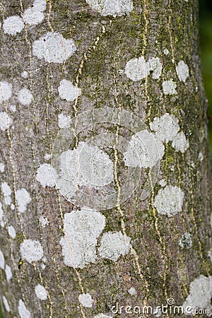 japanese maple tree leaf. japanese maple tree meaning.