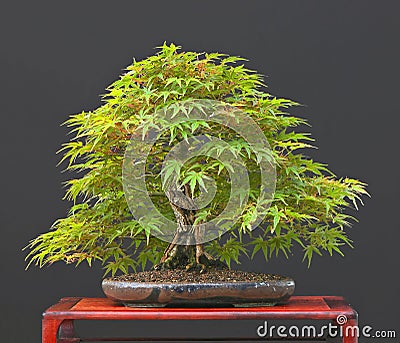 Japanese Bonsai on Japanese Maple Bonsai In Summe Royalty Free Stock Images   Image