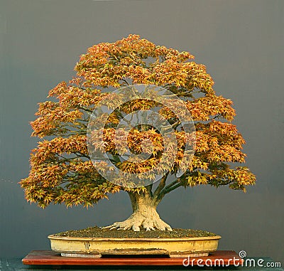 Maple Bonsai Tree on Japanese Maple  Acer Palmatum  90 Cm High  About 100 Years Old  From