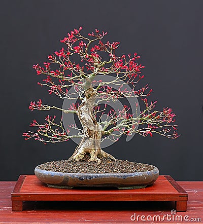 red japanese maple bonsai. JAPANESE MAPLE BONSAI (click