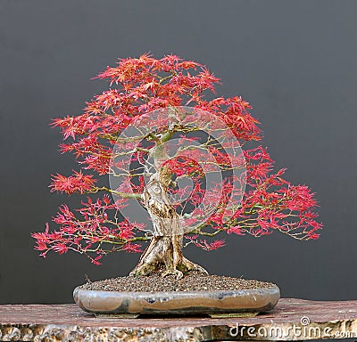 japanese maple tree meaning. japanese maple tree meaning.