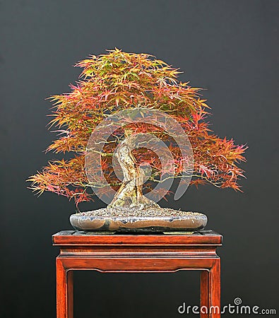 Bonsai on Japanese Maple Bonsai Royalty Free Stock Image   Image  2632536