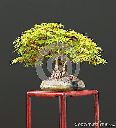 Japanese Bonsai on Japanese Maple Bonsai Royalty Free Stock Photo   Image  3459635
