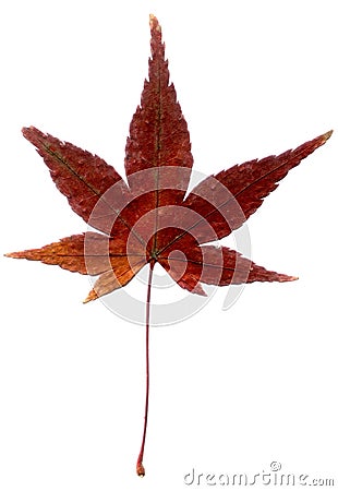 japanese maple leaf. Japanese Maple Leaf, high res