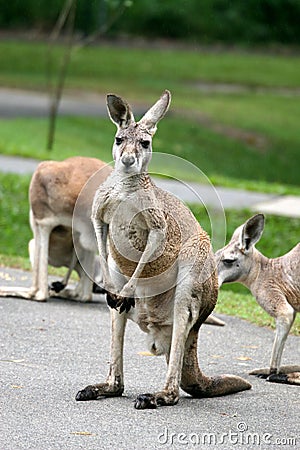 kangaroos in australia. Cute kangaroos at australia