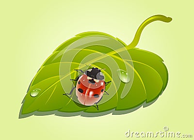 Ladybird on poplar leaf. Vector illustration. Keywords: