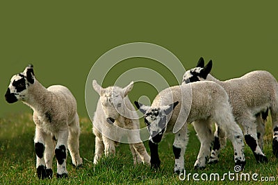 Lambs Scampering Around Royalty Free Stock
