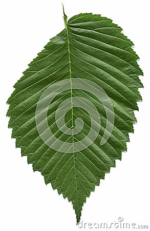 american elm tree bark. Leaf Of The American Elm Tree