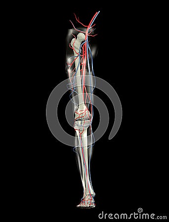 LEG BONES, ARTERIES, VEINS (click image to zoom)