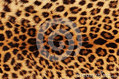 Leopard Background on Leopard Background  Click Image To Zoom