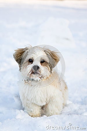 Lhasa Apso Puppies on Stock Image  Lhasa Apso Puppy In The Snow  Image  7579351