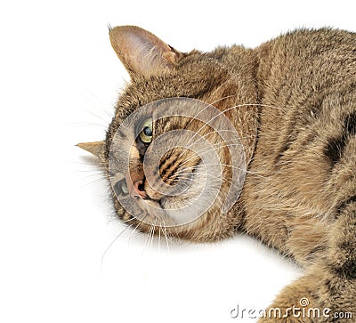 Stock Photography: Lie cat