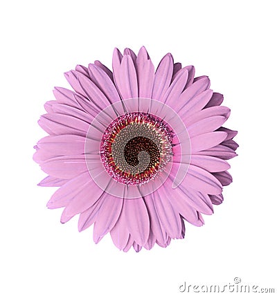 Flower Lights on Light Purple Gerbera Flower Royalty Free Stock Image   Image  527716