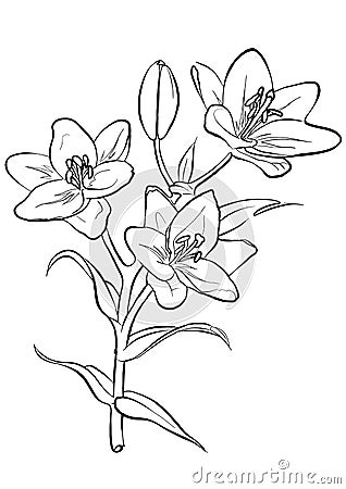 outline of lilies