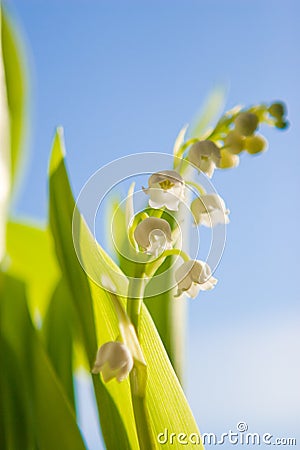 Lilyofthevalley Flowers on Lily Of The Valley Flower Stock Photos   Image  4479143
