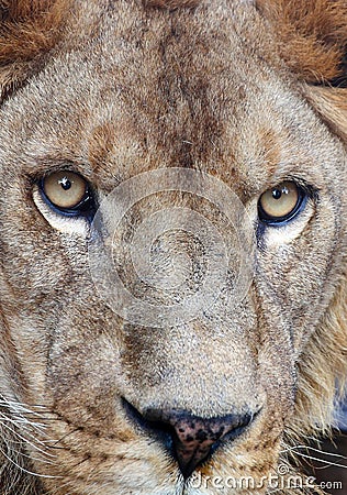 african lion face. Lion face, The eyes looks