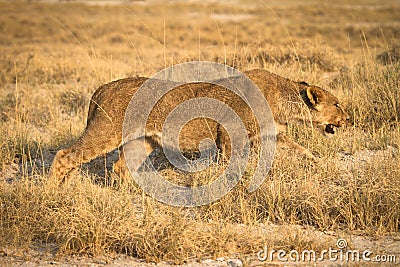   Africa Hunting Safari Chancelled Hunt on Home   Stock Photo  Lion Hunting