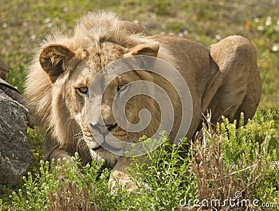 Lion Stalking Royalty Free Stock Photography - Image: 13399827