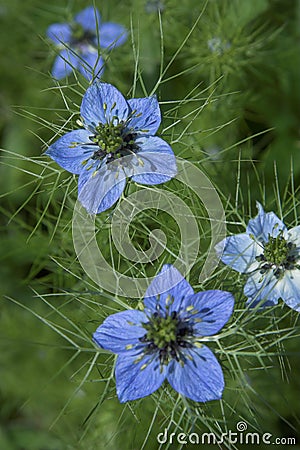 Loveinamist Flowers on Sign Up And Download This Love In A Mist Image For As Low As  0 20 For