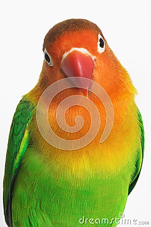 Love Bird on Stock Photos  Lovebird  Image  1619193