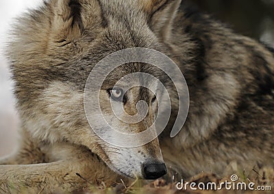 http://www.dreamstime.com/lying-down-timber-wolf-looks-right-thumb9065788.jpg