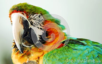 Macaw+bird+green