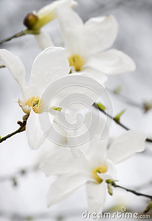 Picturemagnolia Flower on Magnolia Flowers Royalty Free Stock Image   Image  8048086