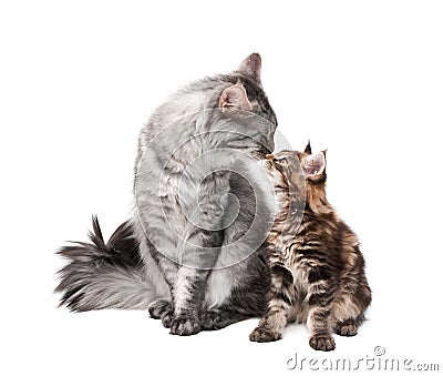 MAINE COON CAT AND KITTEN (click image to zoom)