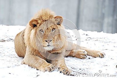 http://www.dreamstime.com/male-lion-in-the-snow-thumb17459205.jpg