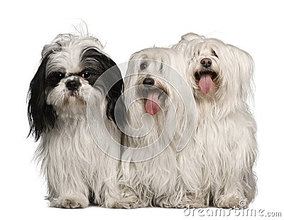 Maltese+shih+tzu+dogs