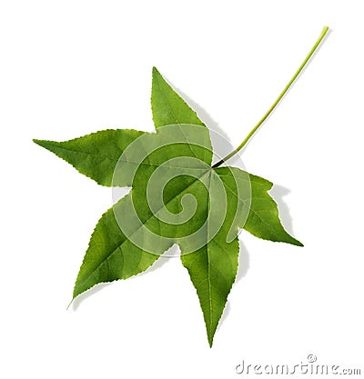 maple-leaf-thumb704761.jpg
