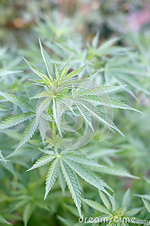 pictures of weed plants. MARIJUANA PLANT