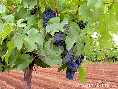 Merlot Grapes Stock Images - Image: 1706059