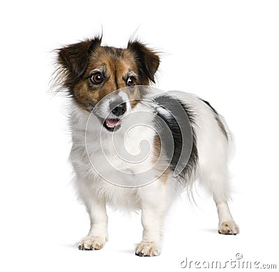 Mixed Terrier Breeds on Photos  Mixed Breed Dog With A Jack Russell Terrier  Image  11291738