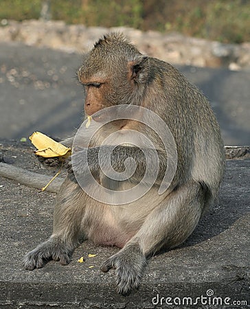 Clip Art Monkey With Banana. dresses Monkey eating anana