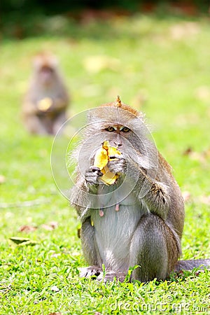 Clip Art Monkey With Banana. A monkey eating anana on the