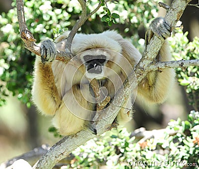 Royalty Free Stock Photo: Monkey, white handed or Lar Gibbon,thailand
